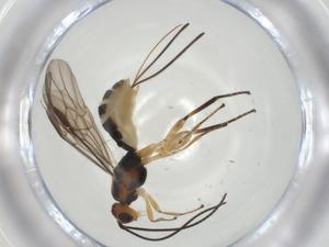  (Bracon Malaise6442 - CBG-A36072-C10)  @11 [ ] CreativeCommons - Attribution Share - Alike (2024) Centre for Biodiversity Genomics Centre for Biodiversity Genomics