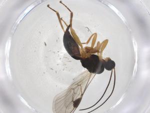  ( - CBG-A36426-E02)  @11 [ ] CreativeCommons - Attribution Share - Alike (2024) Centre for Biodiversity Genomics Centre for Biodiversity Genomics