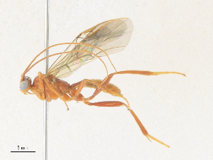  (Homolobus Janzen5174 - CBG-A36854-E07)  @11 [ ] CreativeCommons - Attribution Share - Alike (2024) CBG Photography Group Centre for Biodiversity Genomics