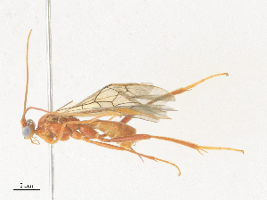  ( - CBG-A36854-E08)  @11 [ ] CreativeCommons - Attribution Share - Alike (2024) CBG Photography Group Centre for Biodiversity Genomics