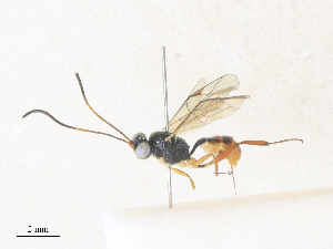  ( - CBG-A36854-H11)  @11 [ ] CreativeCommons - Attribution Share - Alike (2024) CBG Photography Group Centre for Biodiversity Genomics