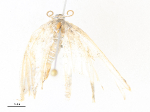  (Morphomima Malaise4760 - CBG-A36862-E10)  @11 [ ] CreativeCommons - Attribution Share - Alike (2024) CBG Photography Group Centre for Biodiversity Genomics