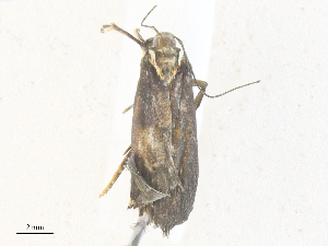  ( - CBG-A36863-A01)  @11 [ ] CreativeCommons - Attribution Share - Alike (2024) CBG Photography Group Centre for Biodiversity Genomics