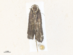  ( - CBG-A36863-A02)  @11 [ ] CreativeCommons - Attribution Share - Alike (2024) CBG Photography Group Centre for Biodiversity Genomics