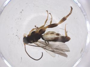  (Chilocyrtus Malaise5677 - CBG-A37302-G03)  @11 [ ] CreativeCommons - Attribution Share - Alike (2024) Centre for Biodiversity Genomics Centre for Biodiversity Genomics