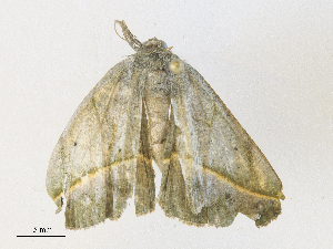  (Eusarca Malaise4105 - CBG-A38545-F04)  @11 [ ] CreativeCommons - Attribution Share - Alike (2024) CBG Photography Group Centre for Biodiversity Genomics