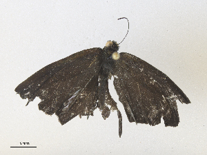  ( - CBG-A38546-F05)  @11 [ ] CreativeCommons - Attribution Share - Alike (2024) CBG Photography Group Centre for Biodiversity Genomics