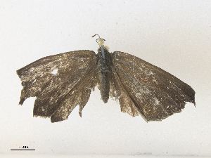  ( - CBG-A38546-F06)  @11 [ ] CreativeCommons - Attribution Share - Alike (2024) CBG Photography Group Centre for Biodiversity Genomics