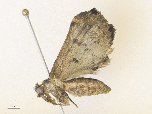  (Lascoria Sullivan4844 - CBG-A38546-H09)  @11 [ ] CreativeCommons - Attribution Share - Alike (2024) CBG Photography Group Centre for Biodiversity Genomics