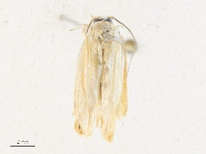 ( - CBG-A38547-G02)  @11 [ ] CreativeCommons - Attribution Share - Alike (2024) CBG Photography Group Centre for Biodiversity Genomics