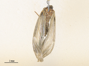  (Polypoetes Malaise5106 - CBG-A38547-H08)  @11 [ ] CreativeCommons - Attribution Share - Alike (2024) CBG Photography Group Centre for Biodiversity Genomics