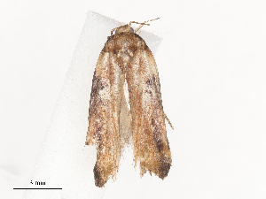  (gelMalaise01 malaise8486 - CBG-A38548-A09)  @11 [ ] CreativeCommons - Attribution Share - Alike (2024) CBG Photography Group Centre for Biodiversity Genomics