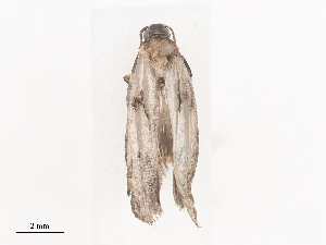  ( - CBG-A38548-D05)  @11 [ ] CreativeCommons - Attribution Share - Alike (2024) CBG Photography Group Centre for Biodiversity Genomics