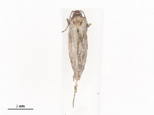  ( - CBG-A38548-D06)  @11 [ ] CreativeCommons - Attribution Share - Alike (2024) CBG Photography Group Centre for Biodiversity Genomics
