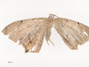  ( - CBG-A38548-F02)  @11 [ ] CreativeCommons - Attribution Share - Alike (2024) CBG Photography Group Centre for Biodiversity Genomics