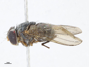  (Telothyria Malaise0438 - CBG-A06261-C09)  @11 [ ] CreativeCommons - Attribution Share - Alike (2023) CBG Photography Group Centre for Biodiversity Genomics