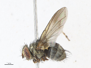  (Leskia Janzen9787 - CBG-A06274-A12)  @11 [ ] CreativeCommons - Attribution Share - Alike (2023) CBG Photography Group Centre for Biodiversity Genomics