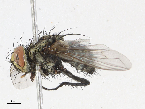  (Myiopharus malaise4305 - CBG-A06275-F06)  @11 [ ] CreativeCommons - Attribution Share - Alike (2023) CBG Photography Group Centre for Biodiversity Genomics