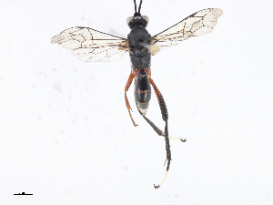 (cryptJanzen01 Malaise1360 - CBG-A06276-H04)  @11 [ ] CreativeCommons - Attribution Share - Alike (2023) CBG Photography Group Centre for Biodiversity Genomics