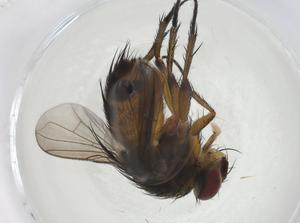  (Siphona Malaise1633 - CBG-A08489-A02)  @11 [ ] CreativeCommons - Attribution Share - Alike (2023) Centre for Biodiversity Genomics Centre for Biodiversity Genomics