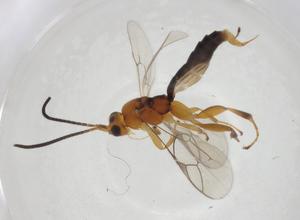  ( - CBG-A08539-A11)  @11 [ ] CreativeCommons - Attribution Share - Alike (2023) Centre for Biodiversity Genomics Centre for Biodiversity Genomics