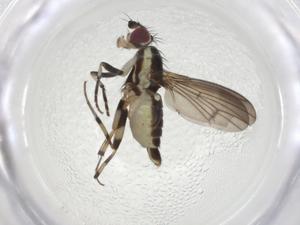  ( - CBG-A08547-D12)  @11 [ ] CreativeCommons - Attribution Share - Alike (2023) Centre for Biodiversity Genomics Centre for Biodiversity Genomics