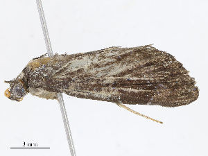  ( - CBG-A08719-A05)  @11 [ ] CreativeCommons - Attribution Share - Alike (2023) CBG Photography Group Centre for Biodiversity Genomics