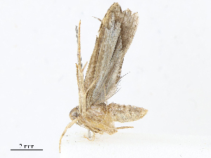  ( - CBG-A08719-A11)  @11 [ ] CreativeCommons - Attribution Share - Alike (2023) CBG Photography Group Centre for Biodiversity Genomics