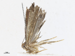  ( - CBG-A08719-B01)  @11 [ ] CreativeCommons - Attribution Share - Alike (2023) CBG Photography Group Centre for Biodiversity Genomics