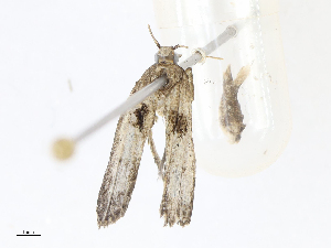  (Dichomeris malaise0987 - CBG-A08724-A11)  @11 [ ] CreativeCommons - Attribution Share - Alike (2023) CBG Photography Group Centre for Biodiversity Genomics