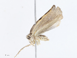  ( - CBG-A08724-B02)  @11 [ ] CreativeCommons - Attribution Share - Alike (2023) CBG Photography Group Centre for Biodiversity Genomics