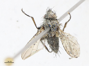  (Campylocheta Malaise5700 - CBG-A08725-B12)  @11 [ ] CreativeCommons - Attribution Share - Alike (2023) CBG Photography Group Centre for Biodiversity Genomics