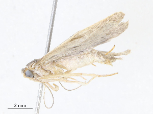  (Antaeotricha Malaiise8432 - CBG-A08740-D09)  @11 [ ] CreativeCommons - Attribution Share - Alike (2023) CBG Photography Group Centre for Biodiversity Genomics