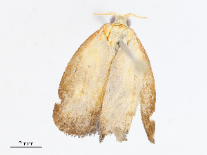  ( - CBG-A08740-E01)  @11 [ ] CreativeCommons - Attribution Share - Alike (2023) CBG Photography Group Centre for Biodiversity Genomics