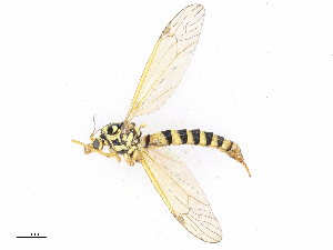  (Nephrotoma triobtusa - CBG-A08741-H05)  @11 [ ] CreativeCommons - Attribution Share - Alike (2023) CBG Photography Group Centre for Biodiversity Genomics