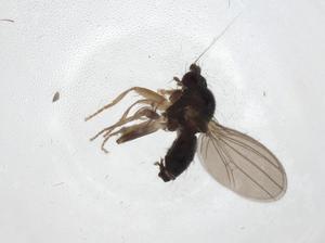  ( - CBG-A09017-F01)  @11 [ ] CreativeCommons - Attribution Share - Alike (2023) Centre for Biodiversity Genomics Centre for Biodiversity Genomics