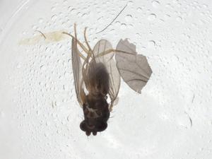  ( - CBG-A09019-G01)  @11 [ ] CreativeCommons - Attribution Share - Alike (2023) Centre for Biodiversity Genomics Centre for Biodiversity Genomics