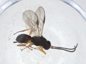  ( - CBG-A09048-F04)  @11 [ ] CreativeCommons - Attribution Share - Alike (2023) Centre for Biodiversity Genomics Centre for Biodiversity Genomics