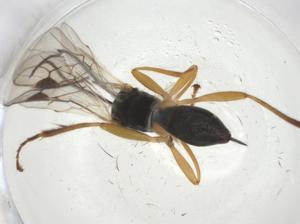  (Centistes Malaise0289 - CBG-A10600-C01)  @11 [ ] CreativeCommons - Attribution Share - Alike (2023) Centre for Biodiversity Genomics Centre for Biodiversity Genomics