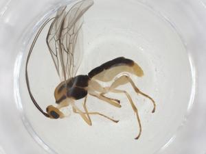  (Aleiodes Malaise1312 - CBG-A10600-E11)  @11 [ ] CreativeCommons - Attribution Share - Alike (2023) Centre for Biodiversity Genomics Centre for Biodiversity Genomics