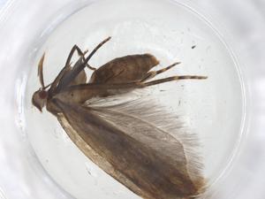  ( - CBG-A10628-A06)  @11 [ ] CreativeCommons - Attribution Share - Alike (2023) Centre for Biodiversity Genomics Centre for Biodiversity Genomics