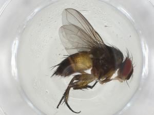  (Siphona malaise5425 - CBG-A10630-D02)  @11 [ ] CreativeCommons - Attribution Share - Alike (2023) Centre for Biodiversity Genomics Centre for Biodiversity Genomics