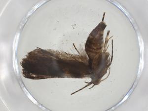  (gelMalaise01 Malaise2748 - CBG-A10632-E03)  @11 [ ] CreativeCommons - Attribution Share - Alike (2023) Centre for Biodiversity Genomics Centre for Biodiversity Genomics