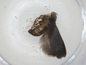  (cramMalaise01 Malaise4764 - CBG-A10633-C04)  @11 [ ] CreativeCommons - Attribution Share - Alike (2023) Centre for Biodiversity Genomics Centre for Biodiversity Genomics