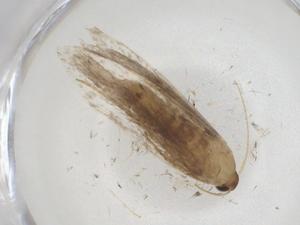  ( - CBG-A10633-E07)  @11 [ ] CreativeCommons - Attribution Share - Alike (2023) Centre for Biodiversity Genomics Centre for Biodiversity Genomics