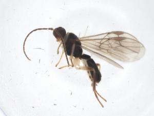  (Stiropius Malaise5864 - CBG-A10641-G11)  @11 [ ] CreativeCommons - Attribution Share - Alike (2023) Centre for Biodiversity Genomics Centre for Biodiversity Genomics