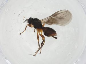  ( - CBG-A10643-G05)  @11 [ ] CreativeCommons - Attribution Share - Alike (2023) Centre for Biodiversity Genomics Centre for Biodiversity Genomics