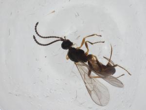  (Blacus Malaise4923 - CBG-A10669-F08)  @11 [ ] CreativeCommons - Attribution Share - Alike (2023) Centre for Biodiversity Genomics Centre for Biodiversity Genomics