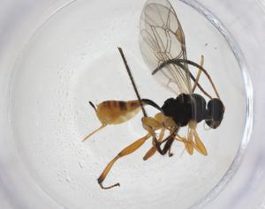  ( - CBG-A10674-H10)  @11 [ ] CreativeCommons - Attribution Share - Alike (2023) Centre for Biodiversity Genomics Centre for Biodiversity Genomics