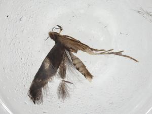  ( - CBG-A10679-G07)  @11 [ ] CreativeCommons - Attribution Share - Alike (2023) Centre for Biodiversity Genomics Centre for Biodiversity Genomics